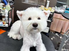 -宠宠熊宠物美容(星湖街店)