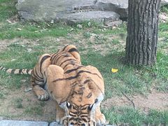 -北京野生动物园