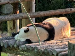 -西霞口神雕山野生动物世界