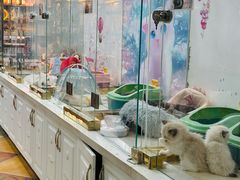 -糯米喵星人总部直营旗舰店·猫舍·幼猫出售