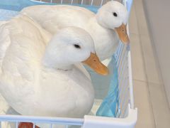 -怪兽屋·羊驼·猫咖·狗咖(俊华广场店)