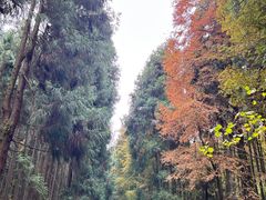 -山王坪喀斯特国家生态公园