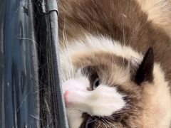 -天使宠物医院·犬猫分诊(彩虹店)