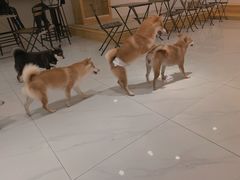 -柴源莊·柴小宠柴犬咖啡