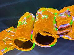 -第35届青岛国际啤酒节