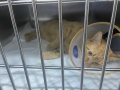 -萌兽医馆·宠物医院·猫骨科(创景店)