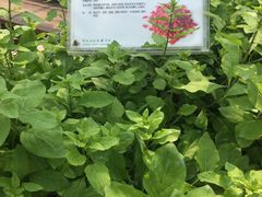 -上海多利农业发展有限公司