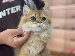 -翊宠yipet猫狗购宠庄园犬舍•猫舍