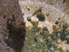 -辣可可·小炒黄牛肉(望京凯德MALL店)