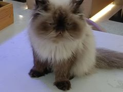 -喵园·猫主题咖啡厅·撸猫·猫咖(国贸店)