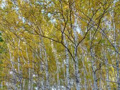 -塞罕坝国家级自然保护区