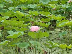 -溱湖国家湿地公园