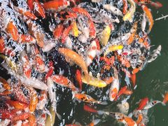 -南宫五洲植物乐园