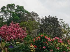 -深圳仙湖植物园