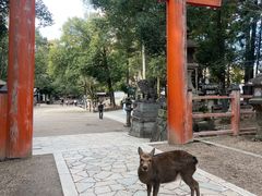 -奈良公园