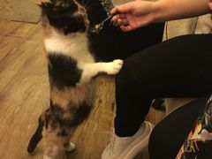 -猫色咖啡·猫咖