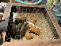 -酷嗒动物文化乐园(cutezoo西溪乐天城店)