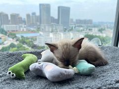 -宠颐生宠物医院·心肾内科·猫专科诊疗中心宠巢店
