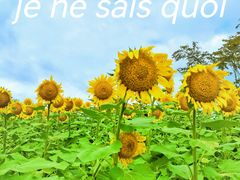 -花开海上生态园