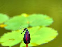 -国家植物园南园