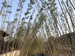 -春色如许·茶食餐厅(桃李春风店)