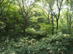 -紫金山天文台