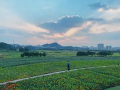 -光明小镇欢乐田园