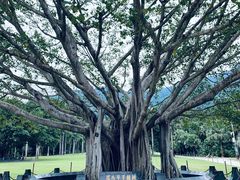 -深圳仙湖植物园