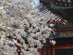 -颐和园