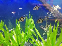 -沙沙哗啦海洋馆(华宇百花谷店)