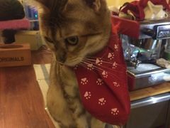 -猫色咖啡·猫咖