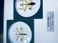 -上海昆虫博物馆