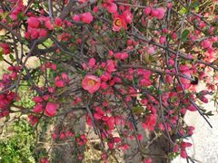 -肖家客饸饹面(郑州总店)