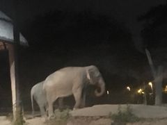 -清迈夜间动物园
