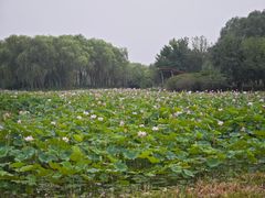 -东郊湿地公园
