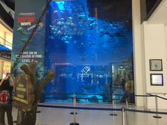 -迪拜水族馆及水下动物园