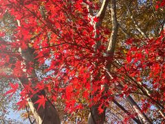 -星巴克(杭州北山路店)