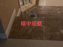 -艾贝尔宠物医院·24H转诊中心·肿瘤猫专科(江宁双龙店)