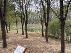 -东郊湿地公园