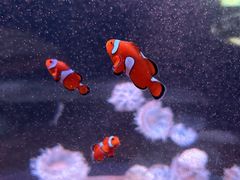 -欢乐海岸海洋奇梦馆