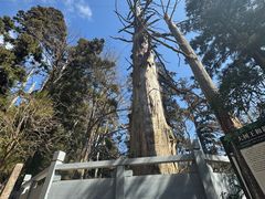 -天目山大树王景区