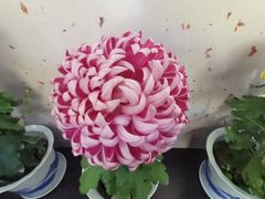 -杭州植物园