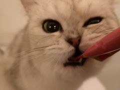 -猫大福·Fortune Cat猫舍(百子湾店)