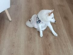 -柴犬小屋·柴餐厅·狗咖食堂(金鼎广场店)