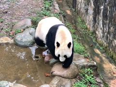 -都江堰中华大熊猫苑