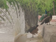 -鄂尔多斯野生动物园