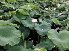 -荷塘月色湿地公园·向阳花洲