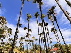 -兴隆槟榔园休闲农庄