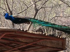 -石家庄市动物园