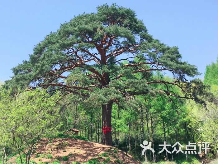 神树沟风景区景点图片 - 第16张
